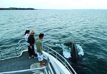 Whale watching cruise tour
